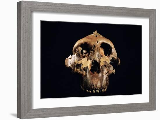 Paranthropus Boisei Skull-Javier Trueba-Framed Photographic Print