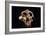 Paranthropus Boisei Skull-Javier Trueba-Framed Photographic Print