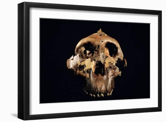 Paranthropus Boisei Skull-Javier Trueba-Framed Photographic Print