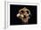 Paranthropus Boisei Skull-Javier Trueba-Framed Photographic Print