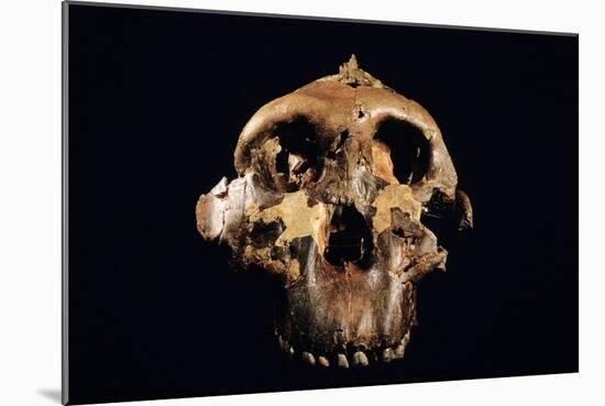 Paranthropus Boisei Skull-Javier Trueba-Mounted Photographic Print