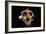 Paranthropus Boisei Skull-Javier Trueba-Framed Photographic Print