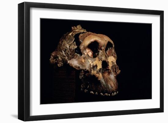 Paranthropus Boisei Skull-Javier Trueba-Framed Photographic Print