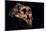 Paranthropus Boisei Skull-Javier Trueba-Mounted Photographic Print