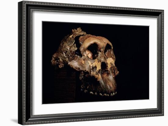 Paranthropus Boisei Skull-Javier Trueba-Framed Photographic Print