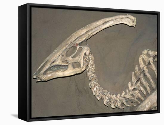 Parasaurolophus Dinosaur Fossil-Kevin Schafer-Framed Premier Image Canvas