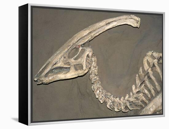 Parasaurolophus Dinosaur Fossil-Kevin Schafer-Framed Premier Image Canvas