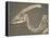 Parasaurolophus Dinosaur Fossil-Kevin Schafer-Framed Premier Image Canvas