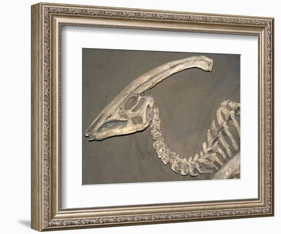 Parasaurolophus Dinosaur Fossil-Kevin Schafer-Framed Photographic Print