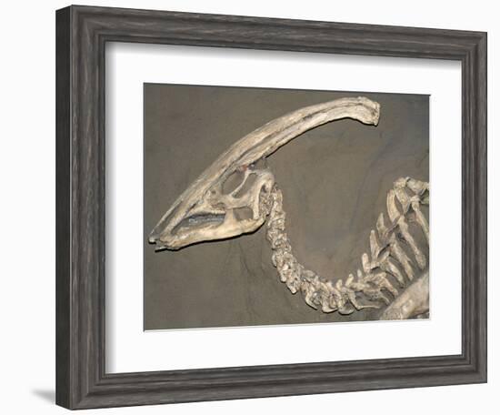 Parasaurolophus Dinosaur Fossil-Kevin Schafer-Framed Photographic Print