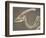 Parasaurolophus Dinosaur Fossil-Kevin Schafer-Framed Photographic Print