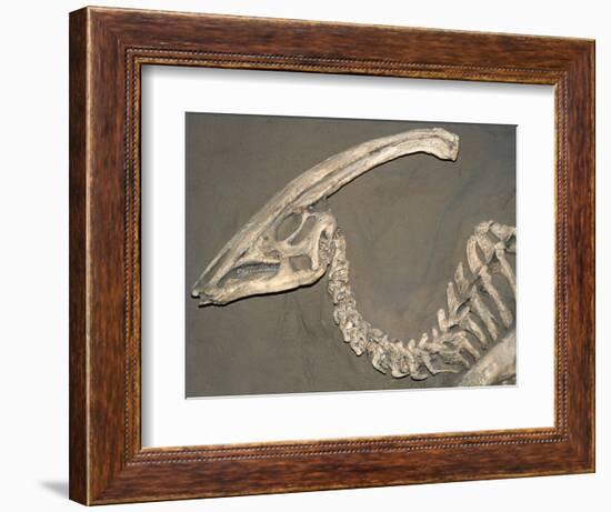 Parasaurolophus Dinosaur Fossil-Kevin Schafer-Framed Photographic Print