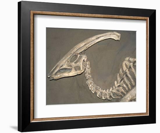 Parasaurolophus Dinosaur Fossil-Kevin Schafer-Framed Photographic Print