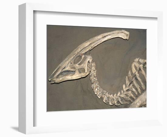 Parasaurolophus Dinosaur Fossil-Kevin Schafer-Framed Photographic Print