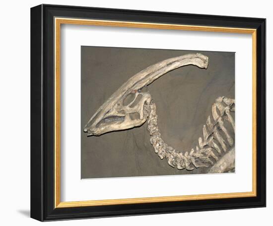 Parasaurolophus Dinosaur Fossil-Kevin Schafer-Framed Photographic Print