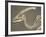 Parasaurolophus Dinosaur Fossil-Kevin Schafer-Framed Photographic Print