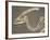Parasaurolophus Dinosaur Fossil-Kevin Schafer-Framed Photographic Print