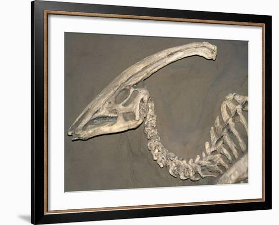 Parasaurolophus Dinosaur Fossil-Kevin Schafer-Framed Photographic Print