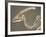 Parasaurolophus Dinosaur Fossil-Kevin Schafer-Framed Photographic Print