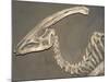 Parasaurolophus Dinosaur Fossil-Kevin Schafer-Mounted Photographic Print