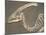 Parasaurolophus Dinosaur Fossil-Kevin Schafer-Mounted Photographic Print