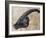 Parasaurolophus Walkerii Dinosaur Skull-Stocktrek Images-Framed Art Print