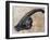 Parasaurolophus Walkerii Dinosaur Skull-Stocktrek Images-Framed Art Print