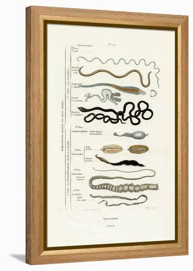 Parasites, 1833-39-null-Framed Premier Image Canvas