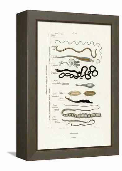 Parasites, 1833-39-null-Framed Premier Image Canvas