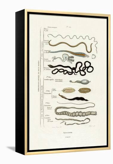 Parasites, 1833-39-null-Framed Premier Image Canvas