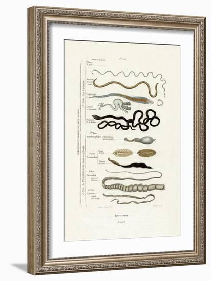 Parasites, 1833-39-null-Framed Giclee Print