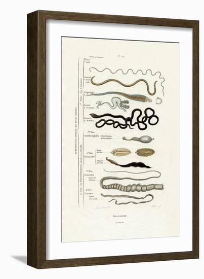 Parasites, 1833-39-null-Framed Giclee Print