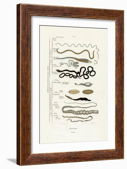 Parasites, 1833-39-null-Framed Giclee Print