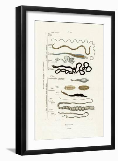 Parasites, 1833-39-null-Framed Giclee Print