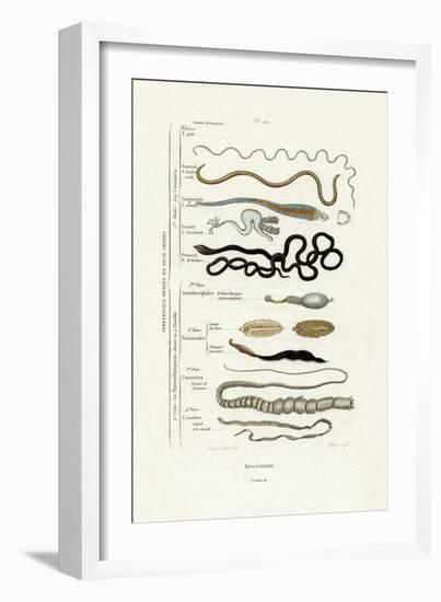 Parasites, 1833-39-null-Framed Giclee Print