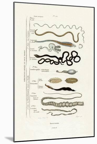 Parasites, 1833-39-null-Mounted Giclee Print