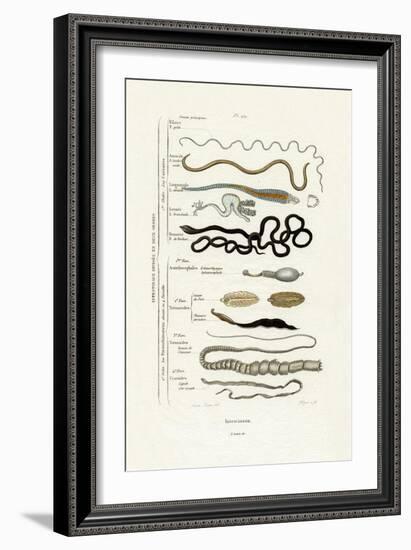 Parasites, 1833-39-null-Framed Giclee Print