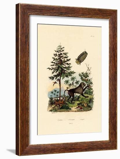 Parasitic Crustacean, 1833-39-null-Framed Giclee Print