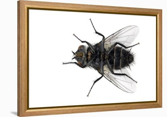 Parasitic Fly-Dr. Keith Wheeler-Framed Premier Image Canvas