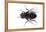 Parasitic Fly-Dr. Keith Wheeler-Framed Premier Image Canvas