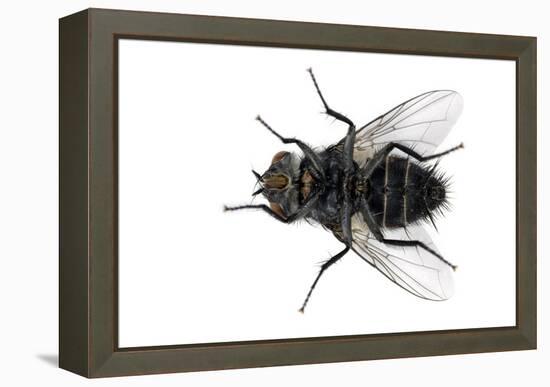 Parasitic Fly-Dr. Keith Wheeler-Framed Premier Image Canvas