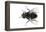 Parasitic Fly-Dr. Keith Wheeler-Framed Premier Image Canvas