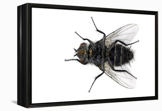 Parasitic Fly-Dr. Keith Wheeler-Framed Premier Image Canvas