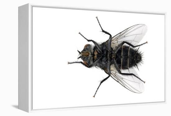 Parasitic Fly-Dr. Keith Wheeler-Framed Premier Image Canvas