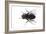 Parasitic Fly-Dr. Keith Wheeler-Framed Photographic Print