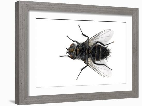 Parasitic Fly-Dr. Keith Wheeler-Framed Photographic Print