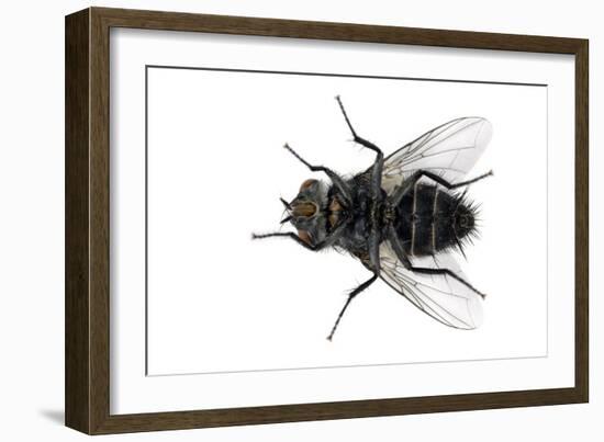 Parasitic Fly-Dr. Keith Wheeler-Framed Photographic Print