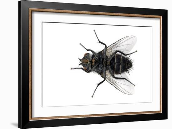 Parasitic Fly-Dr. Keith Wheeler-Framed Photographic Print