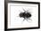 Parasitic Fly-Dr. Keith Wheeler-Framed Photographic Print