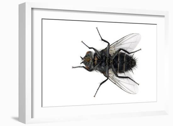 Parasitic Fly-Dr. Keith Wheeler-Framed Photographic Print